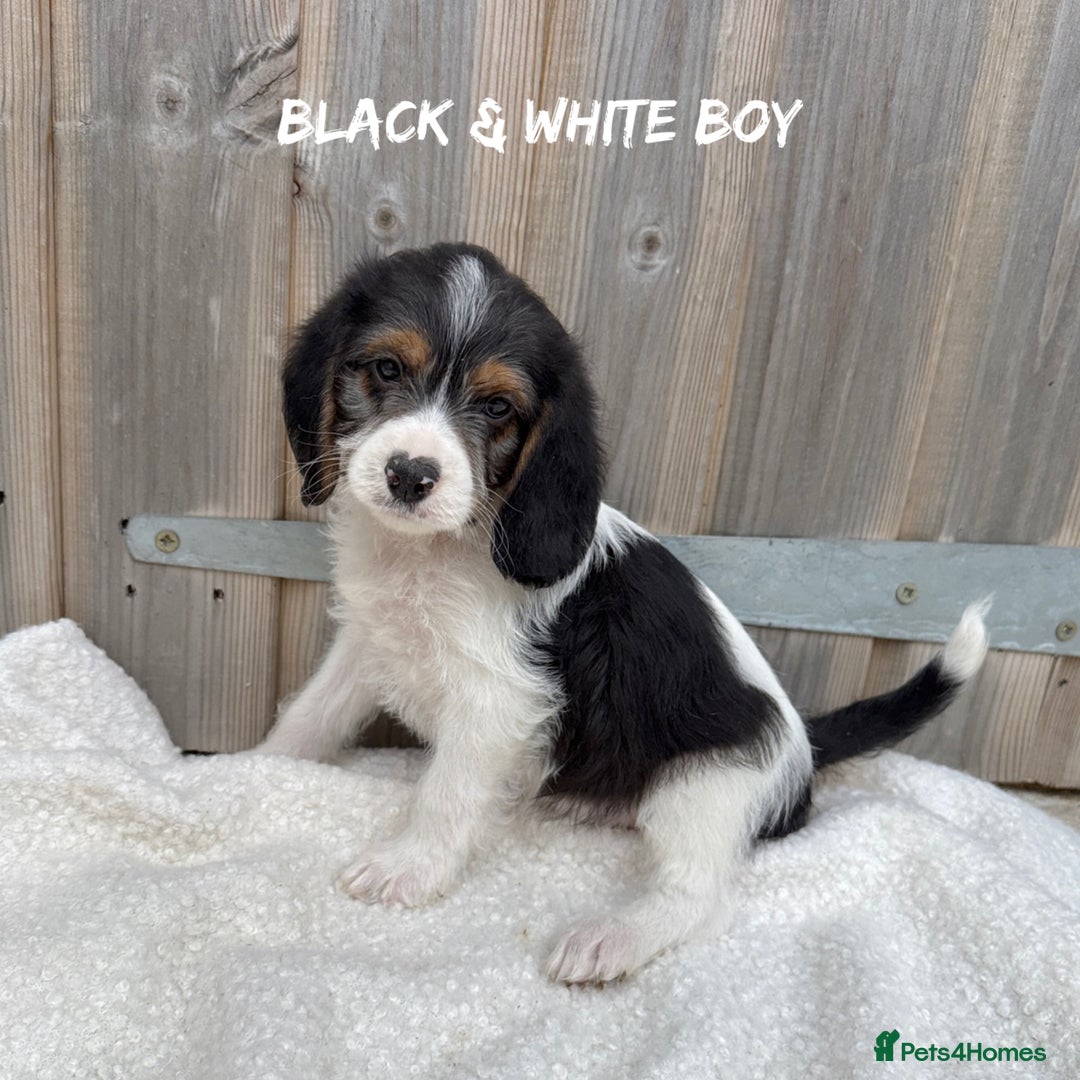 Mixed Breed dogs for sale: 🤎 BABY POOGLES (beagleXminiature poodle)🤎 in Rhayader - Image 14
