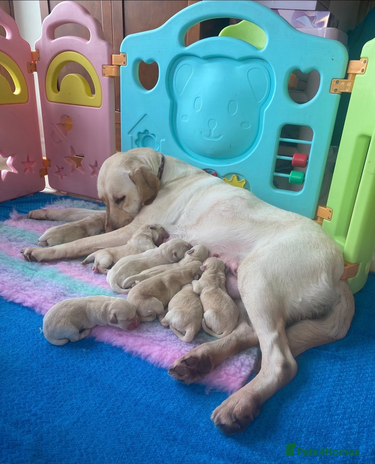 Labrador Retriever dogs ❤️🐾 Adorable, chunky Golden Labrador puppies 🐾❤️ - Advert 2
