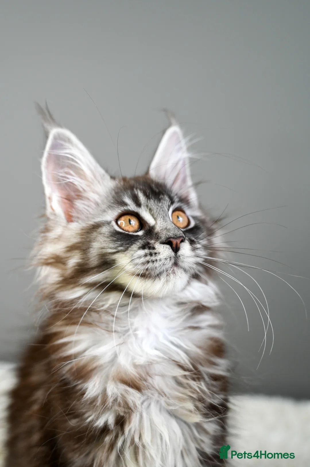 Maine Coon cats for sale: 🧬 STUNNING KITTENS - TICA REGISTERED 🎖️ - Advert 32