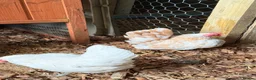 Chickens poultry for sale: Serama Chicks  - Advert 3