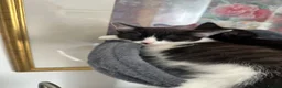 Mixed Breed cats for sale: Lovely fluffy Kittens Ready for New Homes - Advert 9