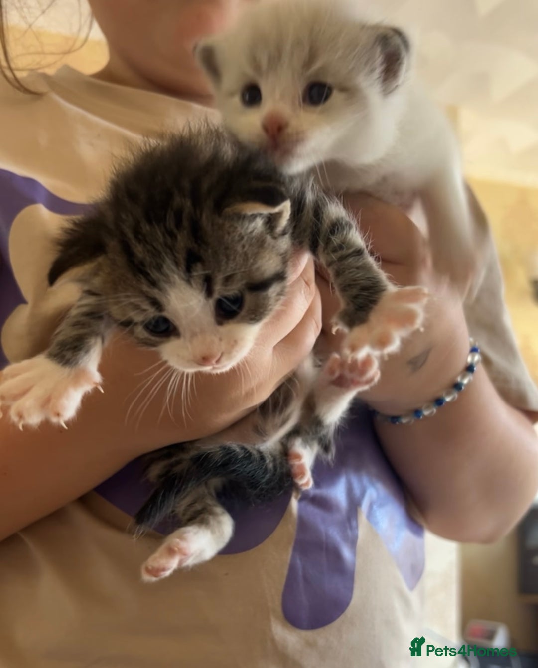 Mixed Breed cats for sale: 4 beautiful boys looking for their forever homes - Image 3