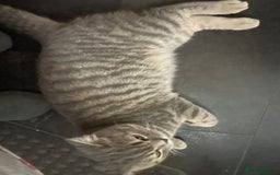 British Shorthair cats for sale: Lilac tabby British shorthair cat - Image 2