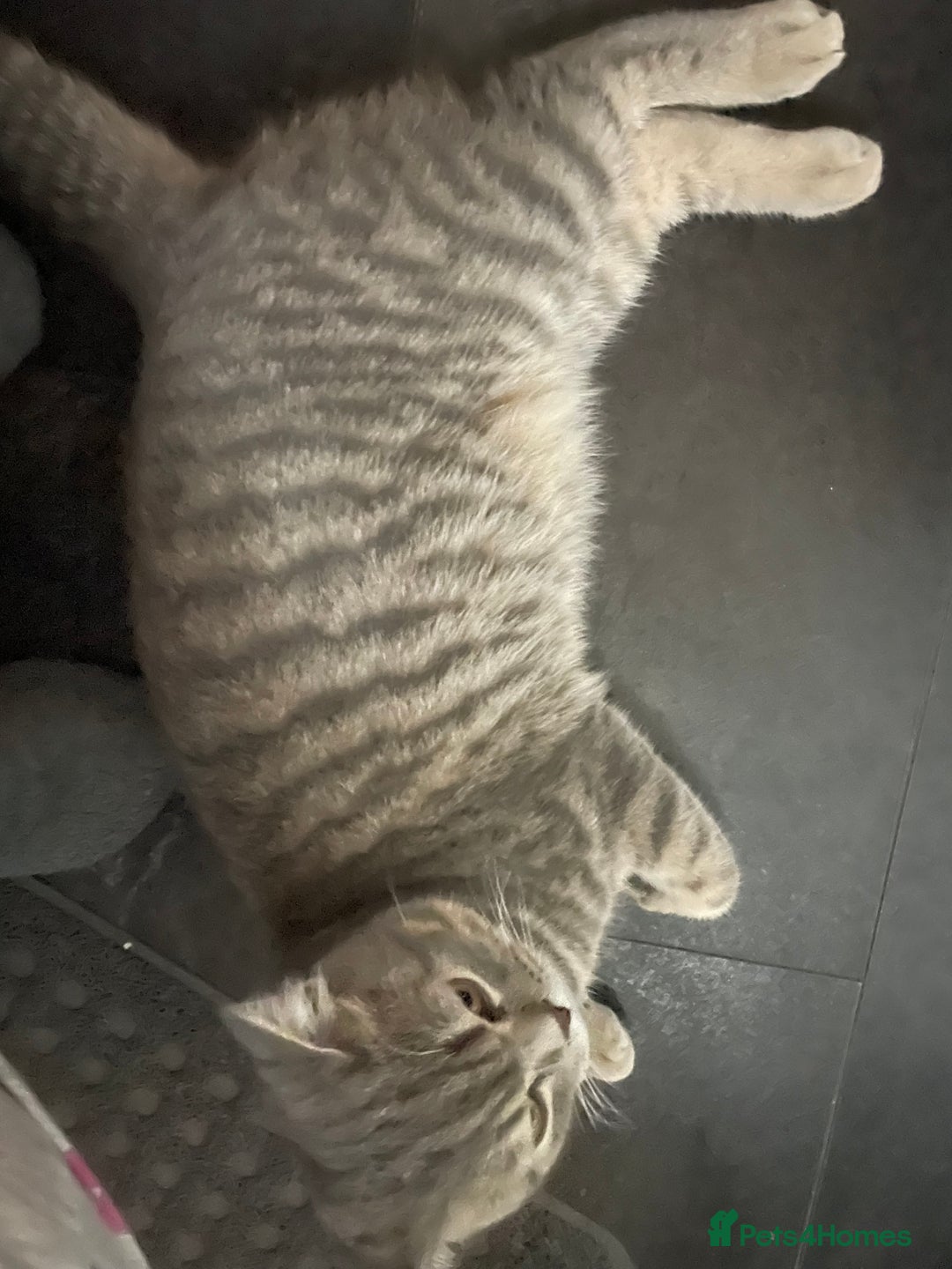British Shorthair cats for sale: Lilac tabby British shorthair cat - Image 2