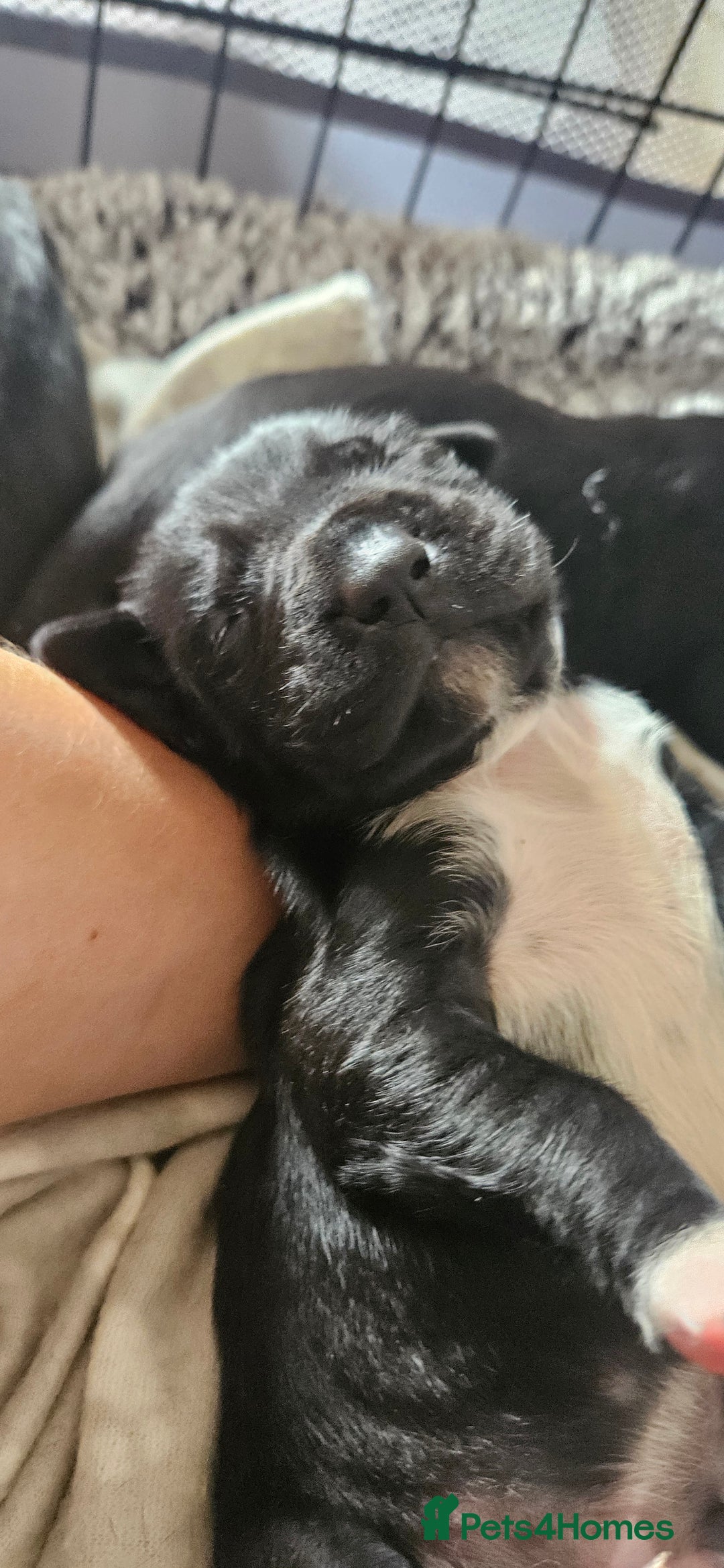 Mixed Breed dogs for sale: Dalmation x Labrador puppies  - Image 6
