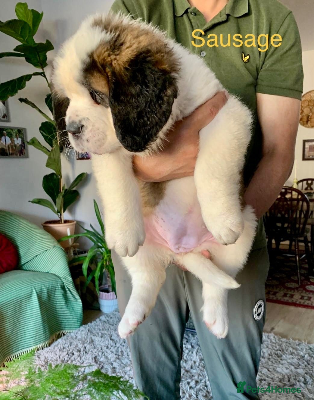 Saint Bernard dogs 2 BEAUTIFUL KC ST BERNARD GIRLS (SAUSAGE & BAGEL) - Advert 2