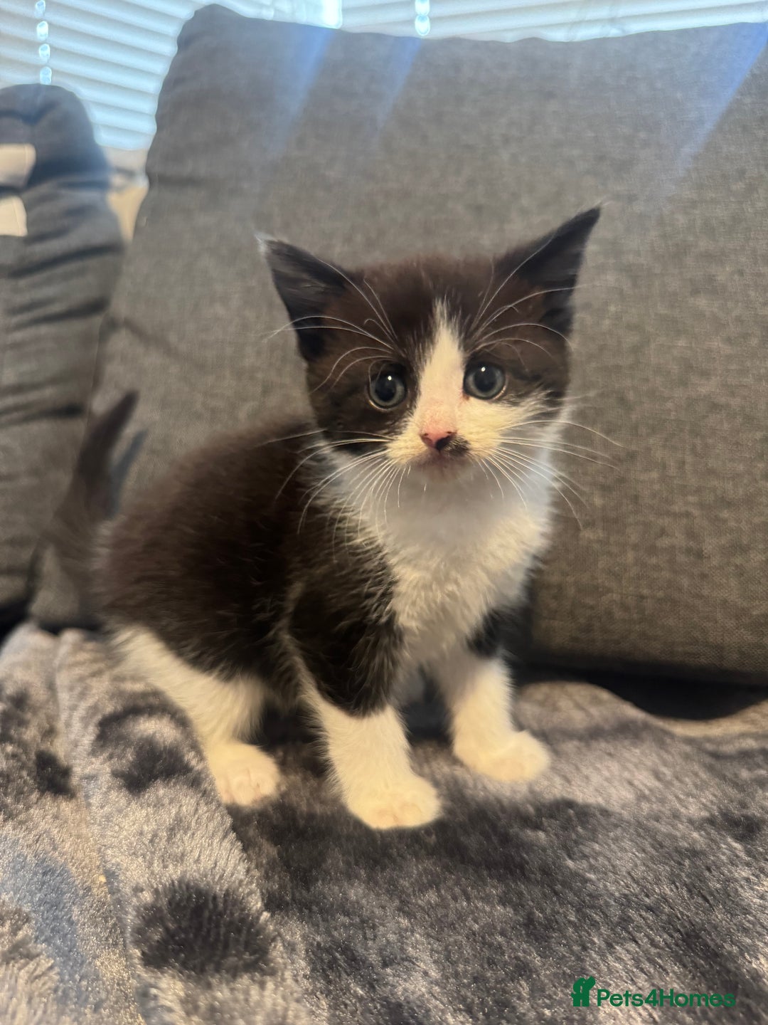 Domestic Shorthair cats for sale: 6 beautiful kittens - Image 6