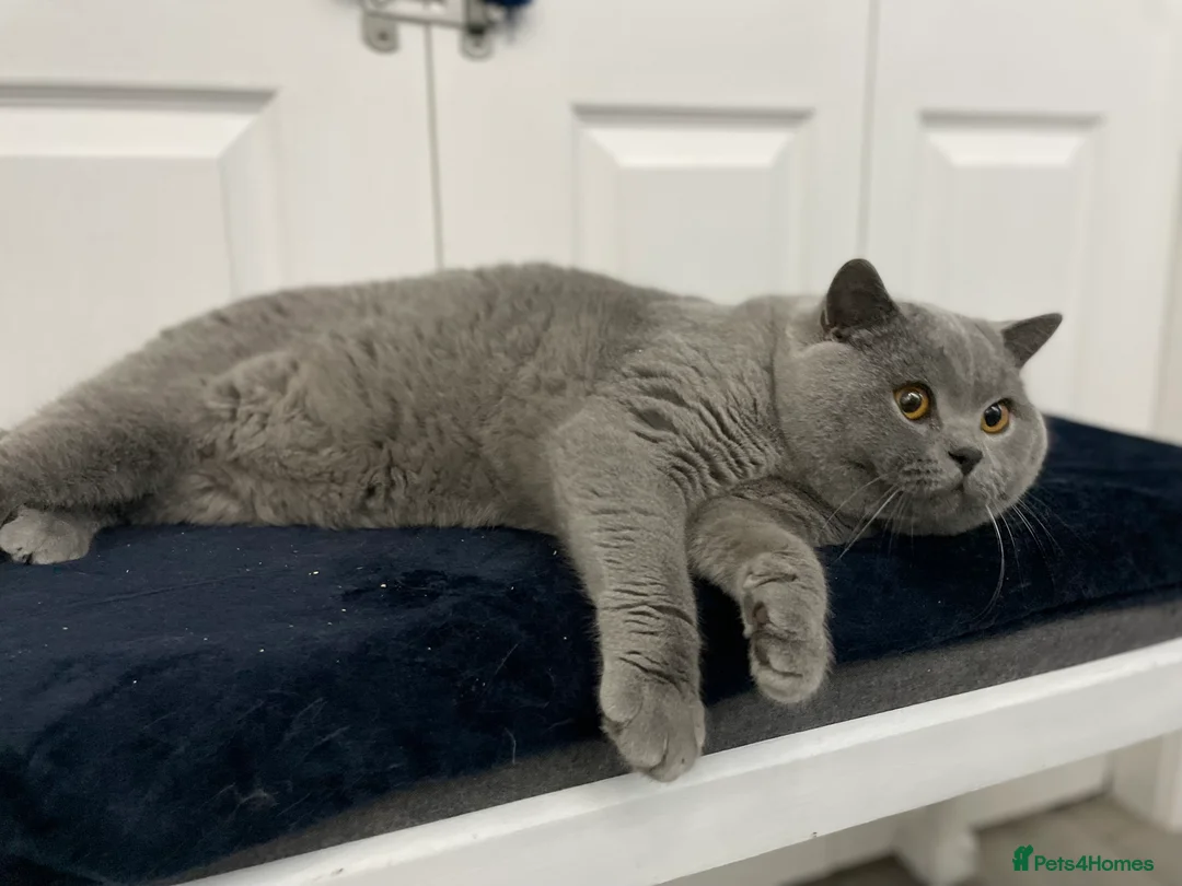 British Shorthair cats for stud: 🏆🔥GCCF BLUE CHAMPION STUD CARRYING CINNAMON 🔥🏆 - Advert 12