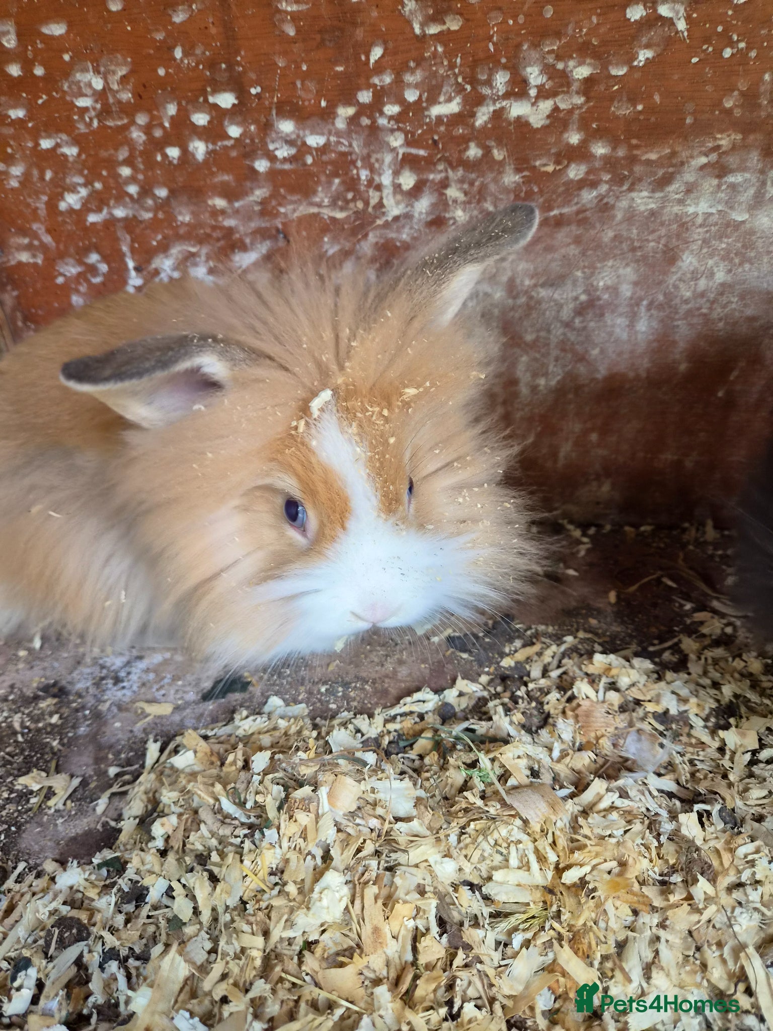 Lionhead rabbits for sale: 5 baby lion heads for sale £60 each  in Manchester - Advert 14