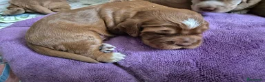 Cocker Spaniel 3