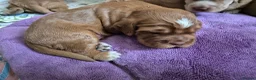 Cocker Spaniel dogs for sale: Beautiful cocker spaniels - Advert 6