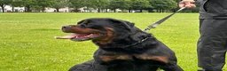 Rottweiler dogs for sale: TRAINED ROTTWEILER FEMALE 2yrs old - Advert 7