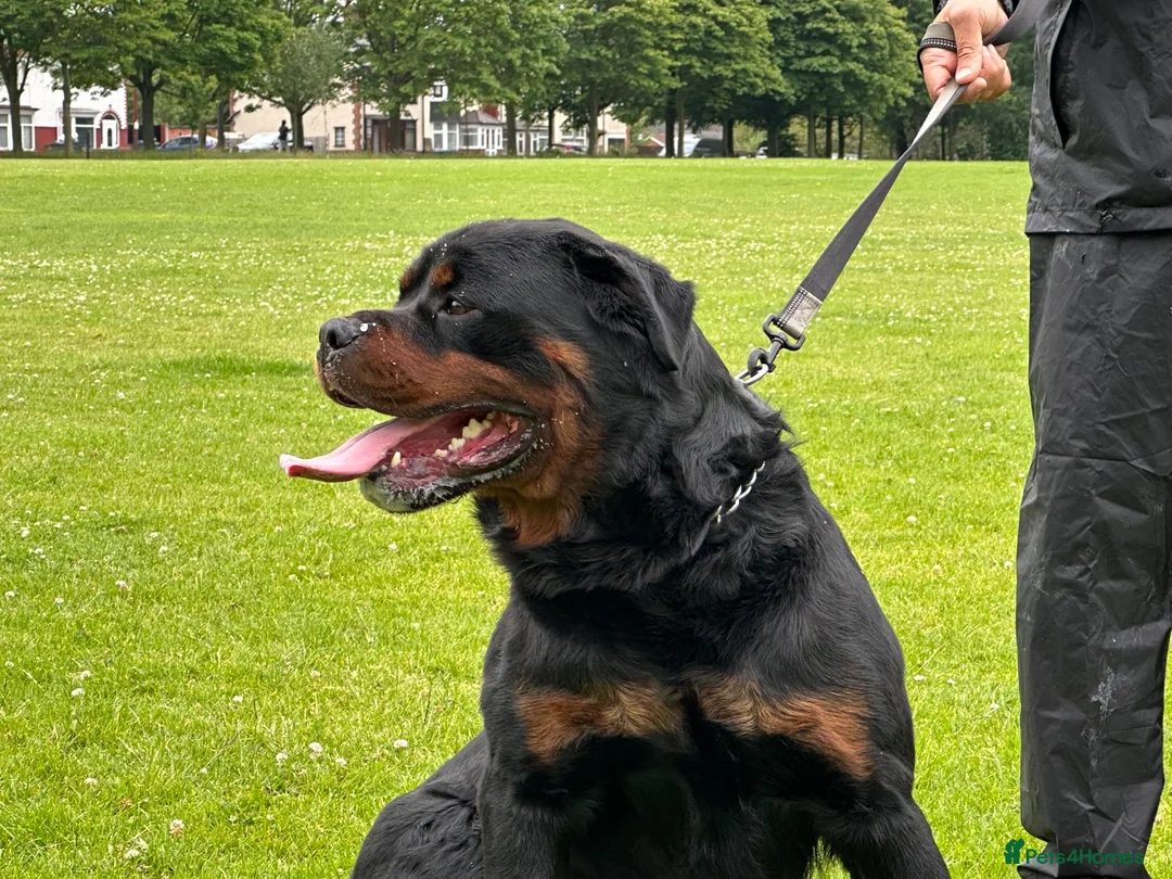 Rottweiler dogs for sale: TRAINED ROTTWEILER FEMALE 2yrs old - Advert 7