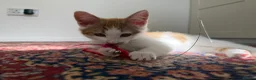 Mixed Breed cats for sale: Beautiful ginger malevaccinated+chipped+fw treated - Advert 17