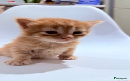 British Shorthair cats for sale: STUNNING 🤩 British Shorthair Queen 👑 litter  - Image 23