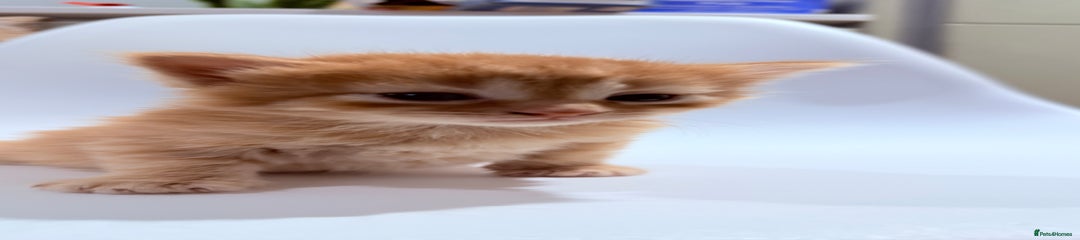 Cookie