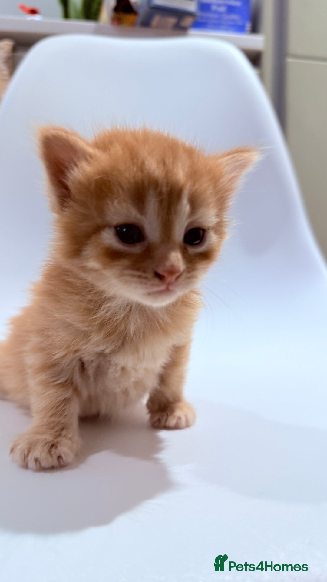 British Shorthair cats for sale: STUNNING 🤩 British Shorthair Queen 👑 litter  - Image 23
