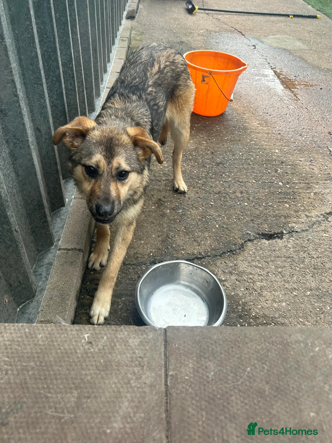 Mixed Breed dogs for adoption: Meet Bramble, currently residing in Essex in Nantwich - Advert 4