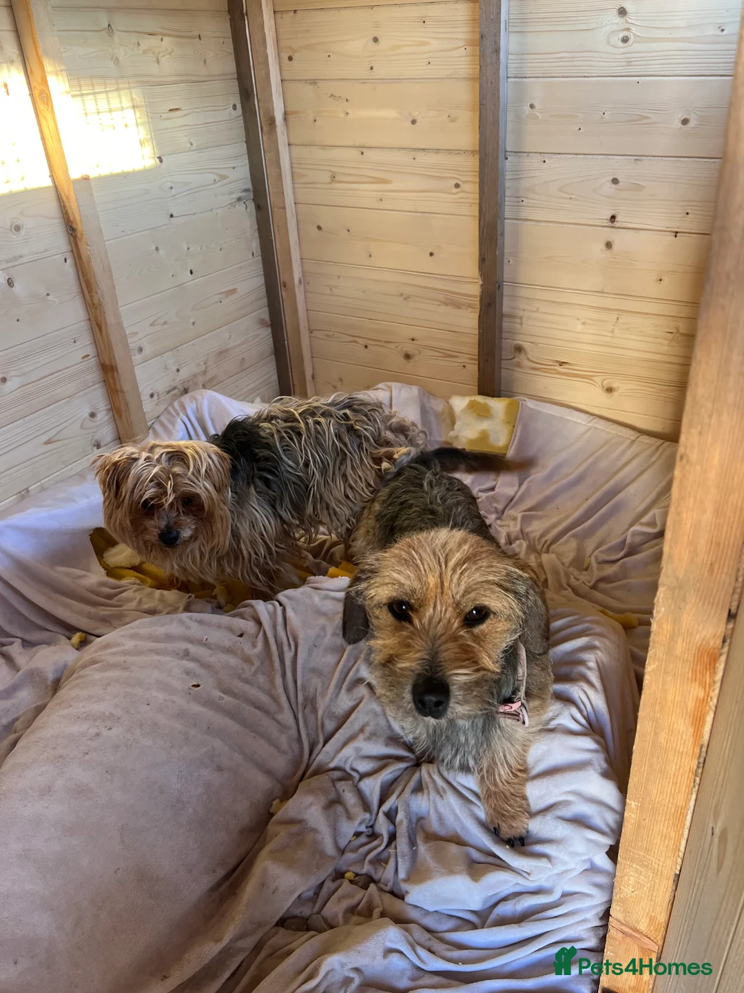 Yorkshire Terrier dogs for sale: Yorkshire Terrier pups in Stafford - Advert 7