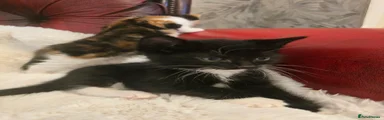 Mixed Breed Kitten 1