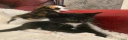 Mixed Breed cats for sale: kittens - Advert 7