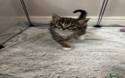 Domestic Shorthair cats for sale: Domestic short hair  - Image 7