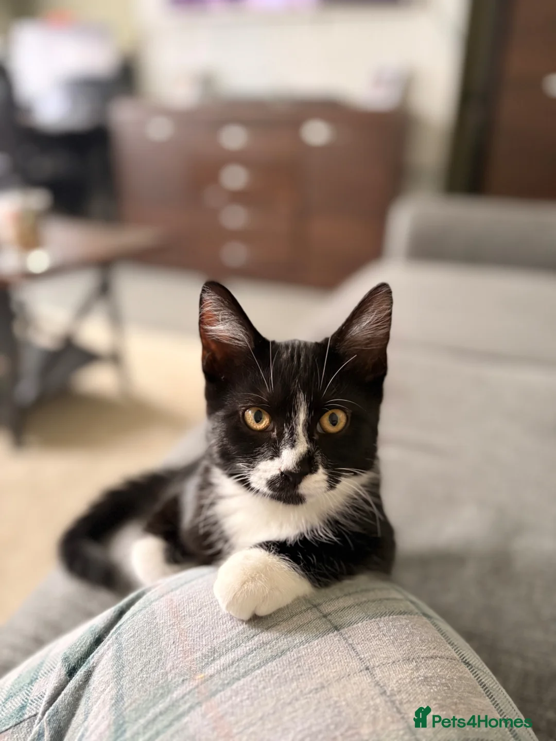 Domestic Shorthair cats for sale: Tuxedo girl - Advert 1