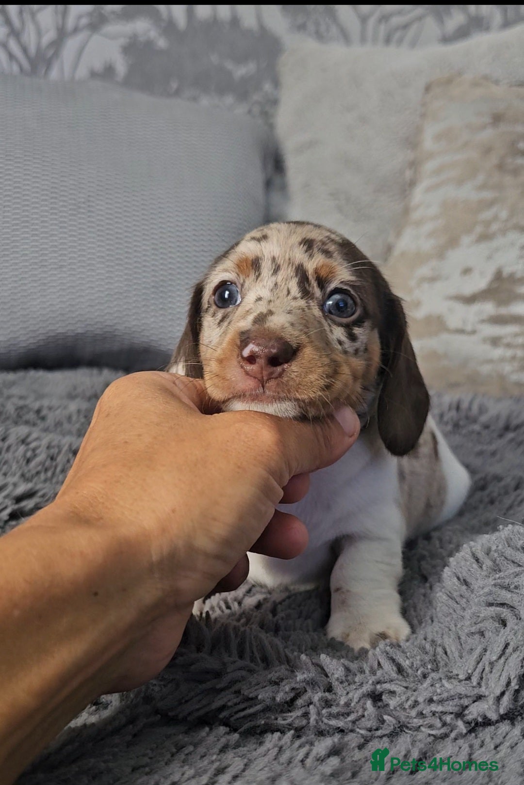 Miniature Dachshund dogs for sale: Miniature Smooth Dachshund Puppies  - Image 13