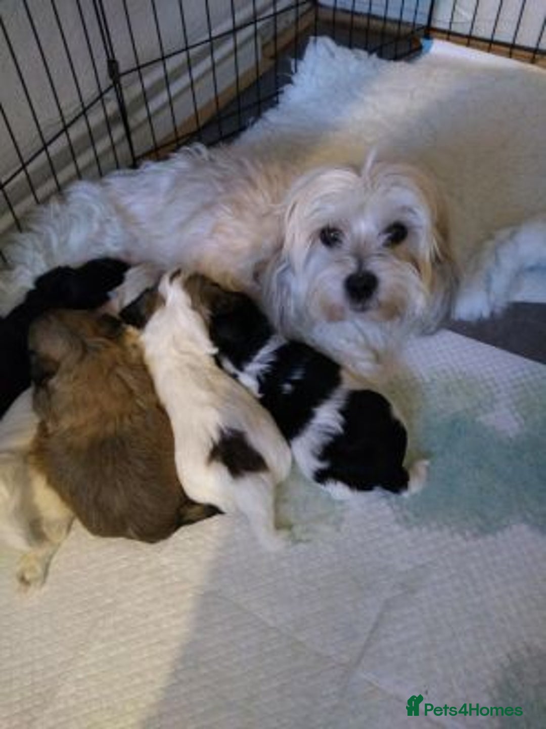 Maltipoo dogs for sale:  Adorable Maltipoo puppies for sale  - Advert 4