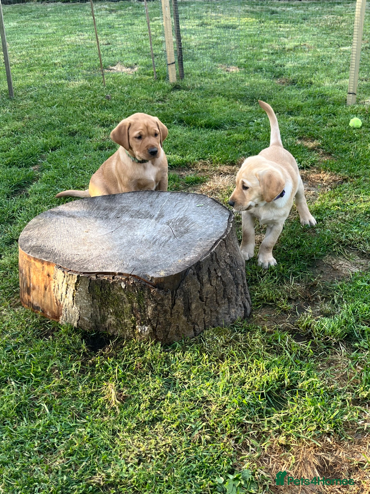 Labrador Retriever dogs for sale: Stunning Labrador pups - Advert 14