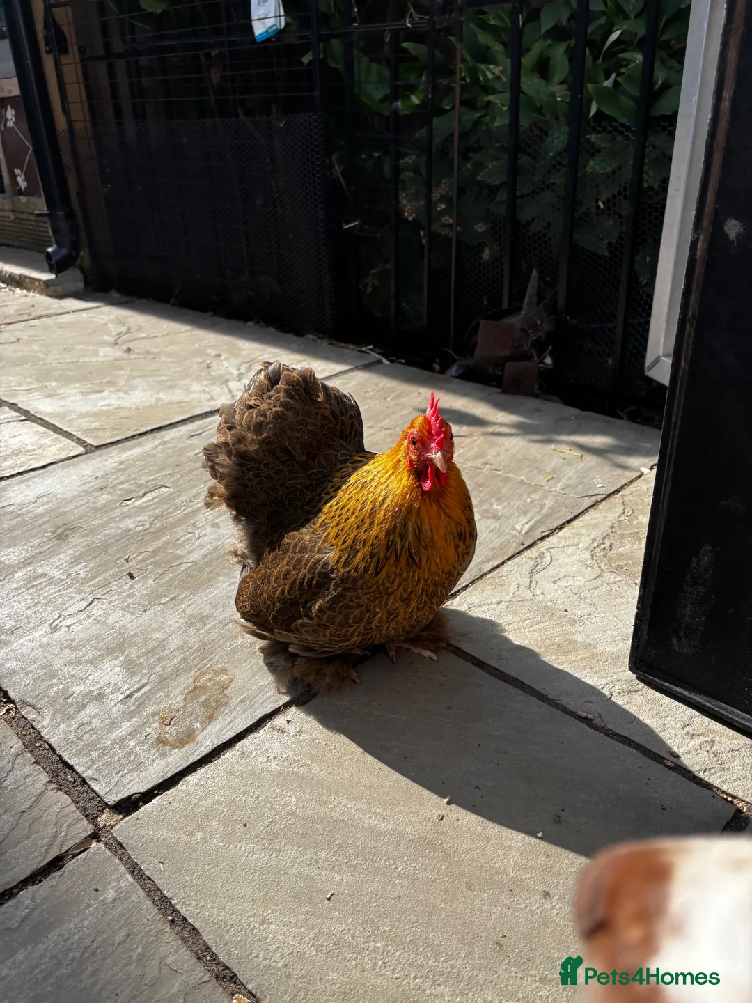 Chickens poultry for sale: Variety of Pekin bantams, individually priced  - Advert 8