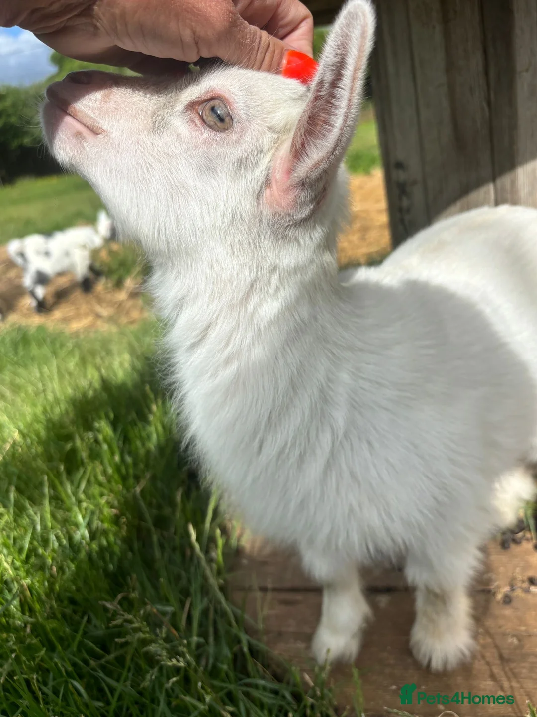 Goats livestock for sale: Incredibly Friendly Pygmy Goats in Beaminster - Advert 6