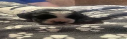 English Springer Spaniel dogs for sale: English Springer Spaniel Puppies  - Advert 17