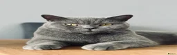 British Shorthair cats for sale: Gorgeous British Shorthair Boy Looking  - Advert 2