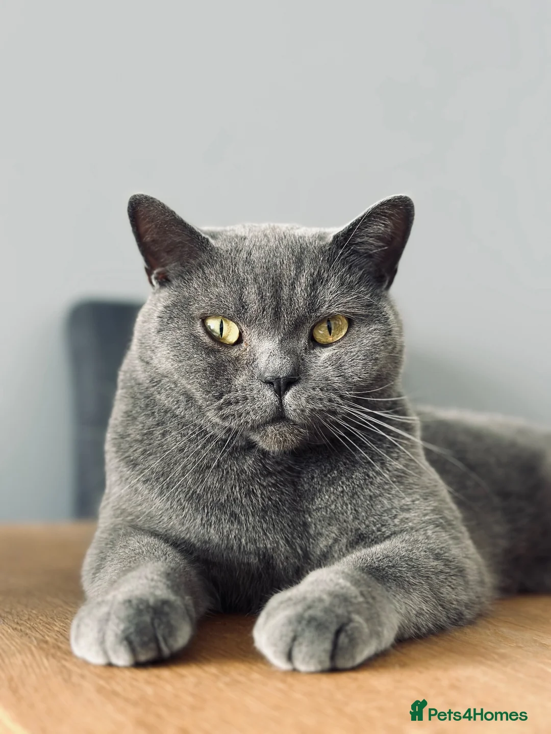 British Shorthair cats for sale: Gorgeous British Shorthair Boy Looking  - Advert 2
