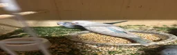 Budgerigars birds for sale: Stunning budgies in Welshpool - Advert 4