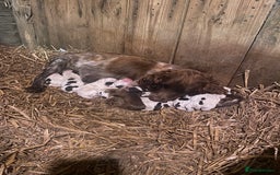 Cocker Spaniel dogs for sale: Beautiful cocker puppies - Image 17