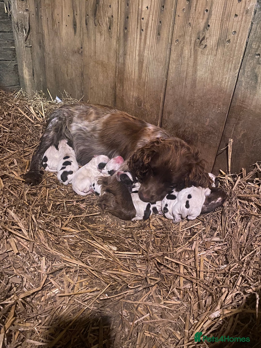 Cocker Spaniel dogs for sale: Beautiful cocker puppies - Image 17