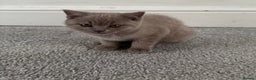 British Shorthair cats for sale: Beautiful Lilac BSH Kittens – Pedigree Parents - Advert 16