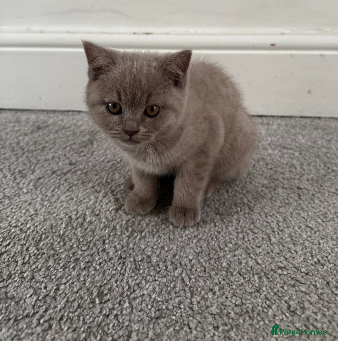 British Shorthair cats for sale: Beautiful Lilac BSH Kittens – Pedigree Parents - Advert 16