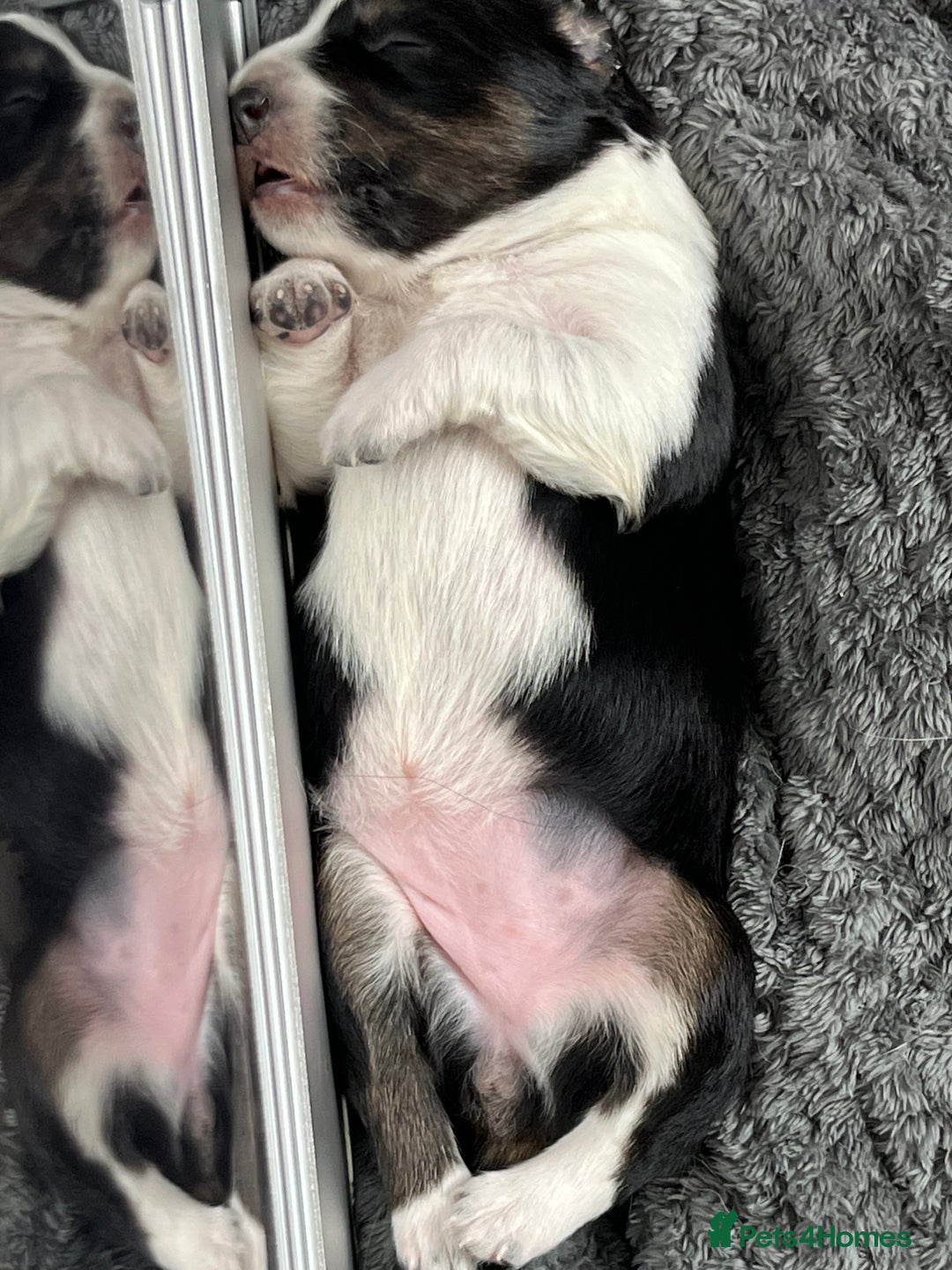 Border Collie dogs for sale: Border collie puppies  - Image 8