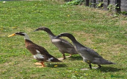 Ducks poultry for sale: Indian runner ducks  - Image 4