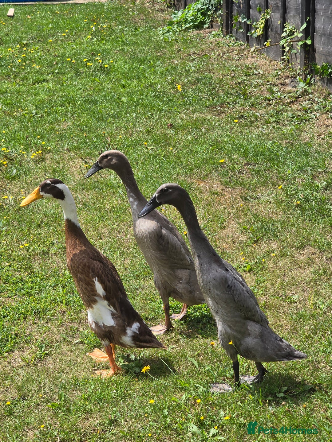 Ducks poultry for sale: Indian runner ducks  - Image 4