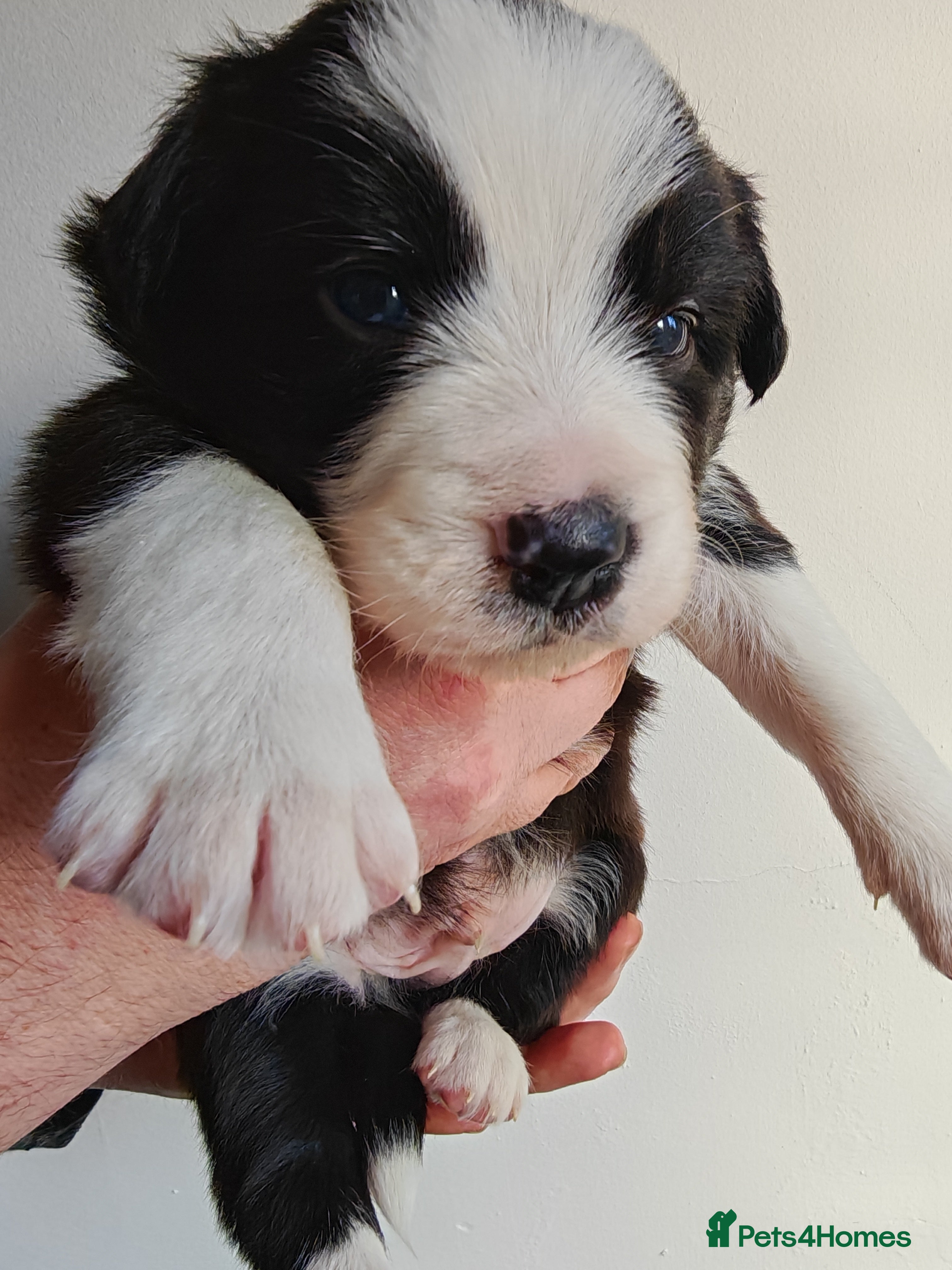 Border Collie dogs KC registered border collie puppies  - Advert 18