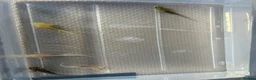 Axolotl reptiles for sale: Axolotl Babies  - Advert 10