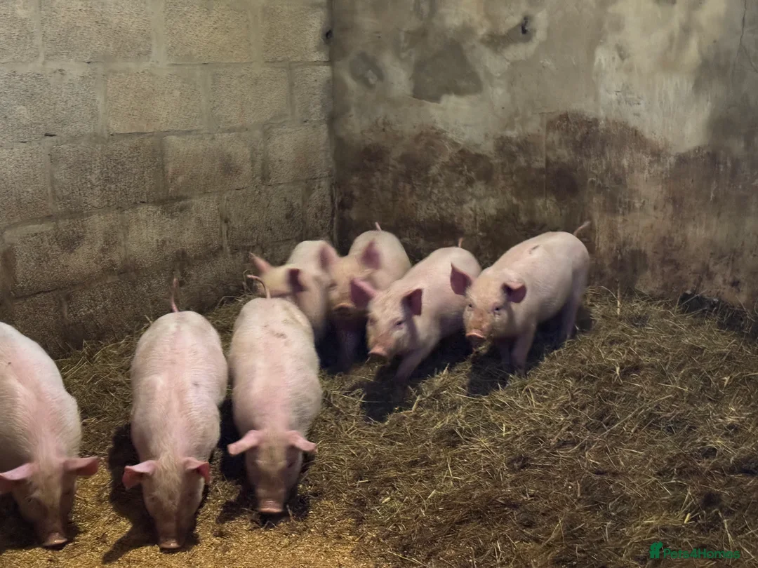 Pig livestock for sale: Pietrain cross Welsh weaners  - Advert 4