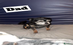 Chihuahua dogs for sale: Two beautiful Chihuahua puppy’s for sale.  - Image 3