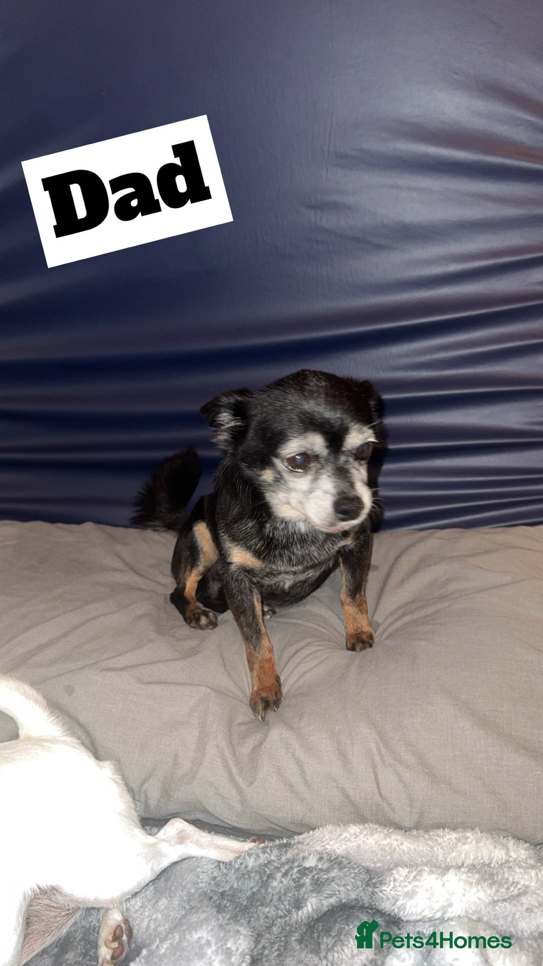 Chihuahua dogs for sale: Two beautiful Chihuahua puppy’s for sale.  - Image 3