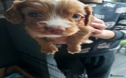 Cocker Spaniel dogs for sale: Working spaniels  - Image 9