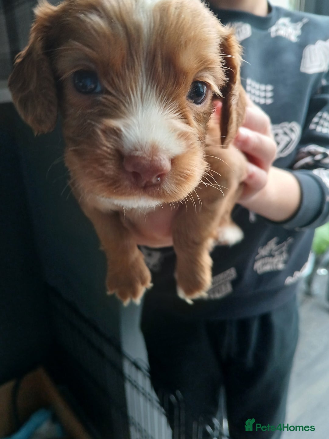 Cocker Spaniel dogs for sale: Working spaniels  - Image 9